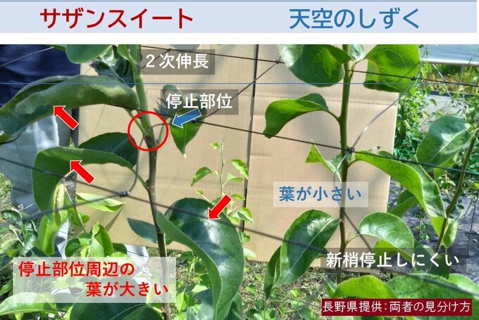 農業試験場が供給したナシの接ぎ木に使う木に別品種が混入…農家132戸が苗木として1280本を購入、県が苗木の全数調査行い代金補償などの対応へ　|　SBC NEWS | 長野のニュース | SBC信越放送