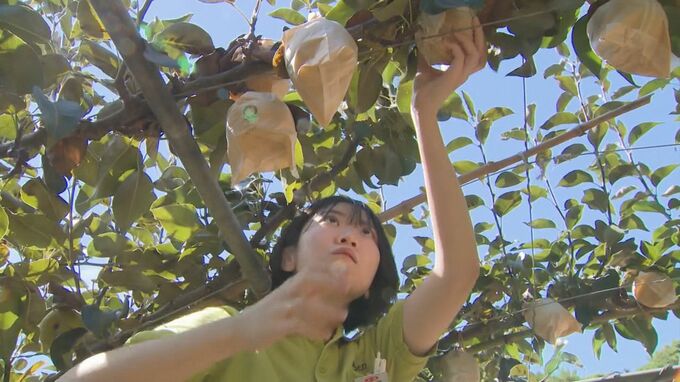 「生命力もらいたい」　”樹齢１２１年”二十世紀梨の親木で収獲作業　|　BSSニュース | BSS山陰放送