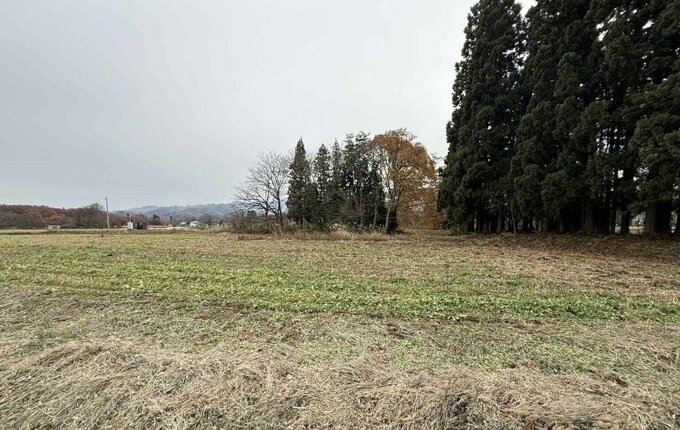 米沢市笹野のくるみの木にクマ…姿を消し警察が周辺捜索　市は緊急銃猟を検討も（山形）|TBS NEWS DIG