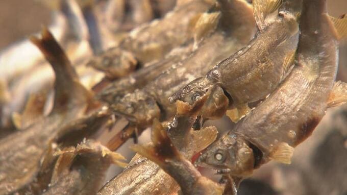 庄川の水で完全養殖した「生粋の庄川鮎」今シーズンの提供始まる　富山・砺波　|　富山のニュース｜天気・防災｜チューリップテレビ