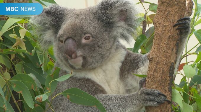 平川動物公園５０年　元園長が語る歩み「初来日コアラは腫れ物に触るように…」　|　鹿児島のニュース｜MBC NEWS｜南日本放送