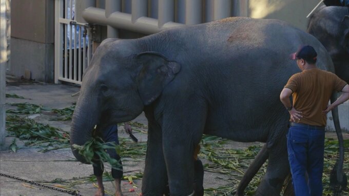 一般公開前に死んだ福岡市動物園のメスのゾウ国内の施設へ移送　骨格や筋肉の研究のため　|　福岡のニュース｜RKB NEWS｜RKB毎日放送