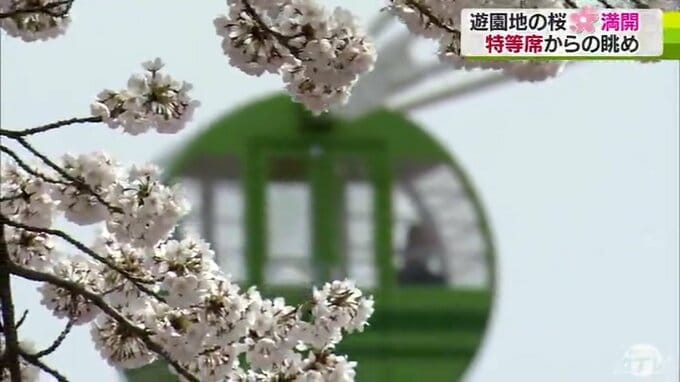 遊園地の桜満開！観覧車や遊具の“特等席”からの眺めを楽しむ|TBS NEWS DIG