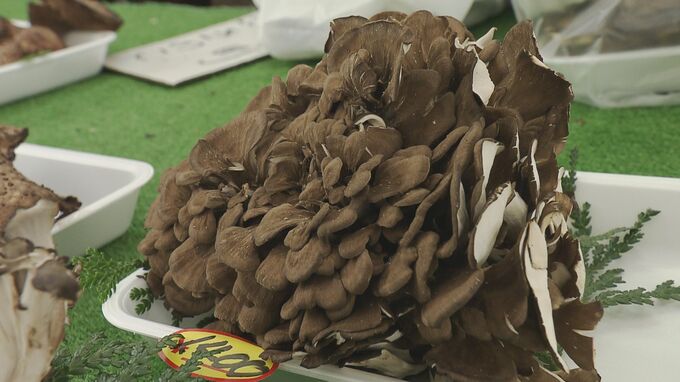 「パーッと出てパーッと終わりました」豊作だけど…猛暑と冷え込みでキノコに異変　福島　|　福島のニュース│TUF