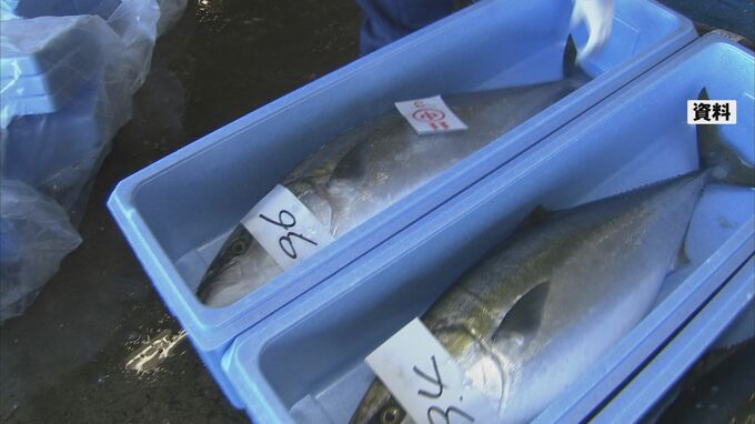 冬の味覚“寒ブリ”の水揚げ予想は…昨シーズン並みの“過去10年平均”を上回る見通し　|　石川県のニュース｜MRO北陸放送