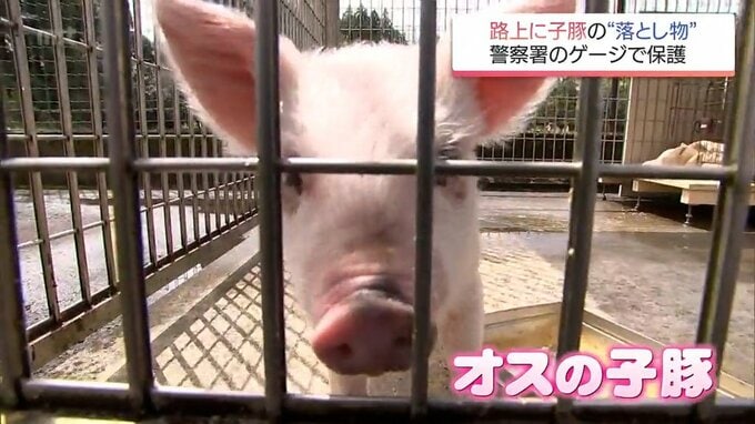 “路上で雨の中寒そうに歩いていた”異例の落とし物は体長50センチの子豚 期限迫るも署員は愛着　|　MRTニュース ｜ ＭＲＴ宮崎放送