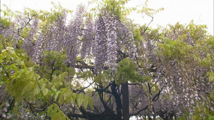 肌寒い日続く…意外にも歓迎している場所とは　急な気温差で「寒暖差アレルギー」注意　|　BSSニュース | BSS山陰放送