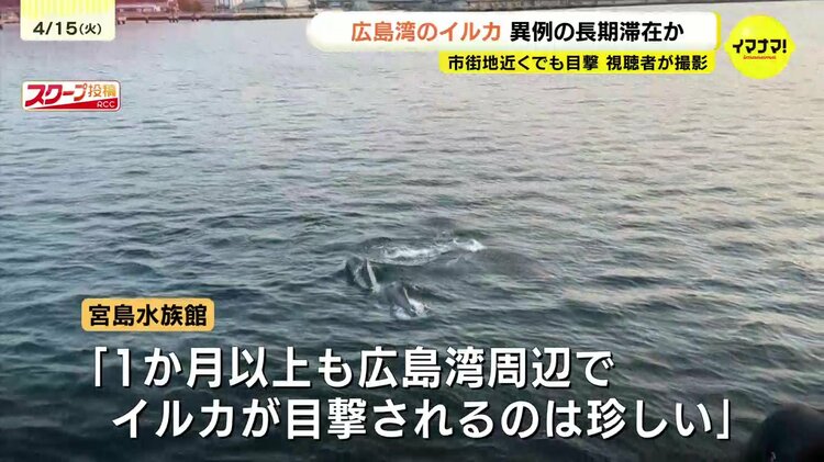 目撃情報多数”広島湾にイルカの群れ エサを追いかけ暖かい海域から