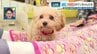 犬飼えないけど触れ合いたい…“11種20匹” 赤ちゃんわんこだらけのモフモフ天国　日々の疲れを吹き飛ばす“犬まみれ”空間　|　熊本のニュース｜RKK NEWS｜RKK熊本放送