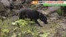 「探せ！」現場のかすかな臭いを頼りに…地震想定、災害救助犬の訓練　福島　|　福島のニュース│TUF