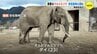 愛の行方に注目　貴重なマルミミゾウ「ダイ」と「メイ」21年ぶり再会　安佐動物公園 繁殖目指す　|　RCC NEWS | 広島ニュース | RCC中国放送