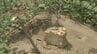 大量「食パン」不法投棄問題…国立公園大山と白兎海岸周辺の食パンは“別物”と判明「スーパーの陳列棚みたいに大量に、その向こう側にクマが…」生成AIを使った“フェイク画像”も複数確認　|　BSSニュース | BSS山陰放送