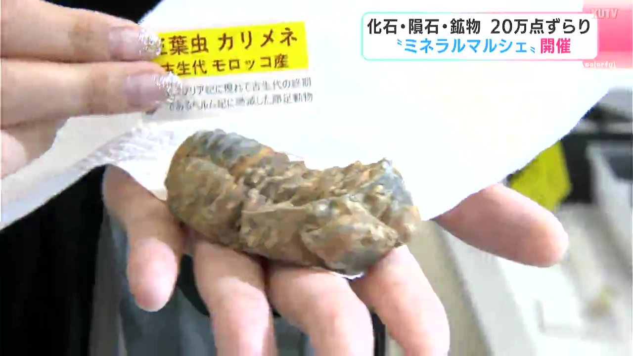 あいつが一番元気が良さそうだったので」化石に鉱物、宝石など約20万