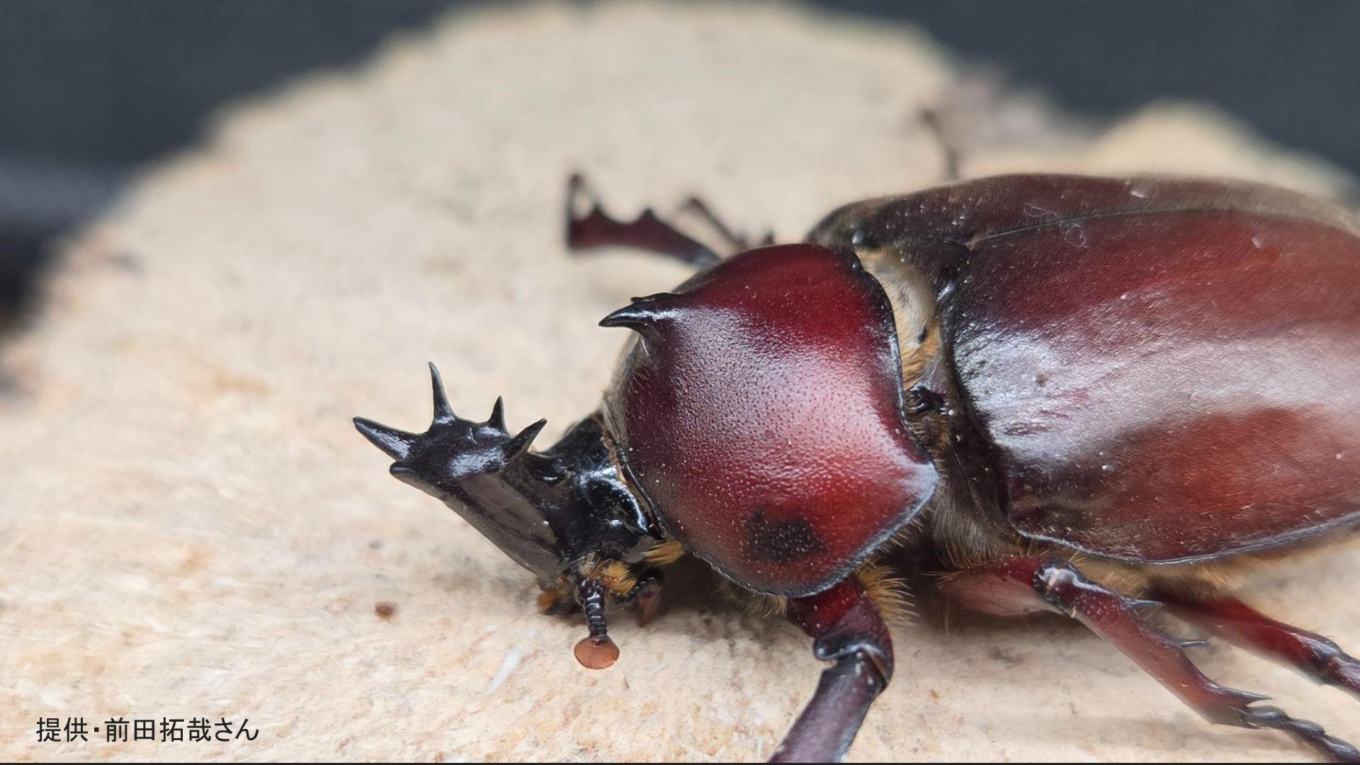 激レアカブトムシ】「ウニ型の角」に触角5本の謎個体 数十万匹に1匹の