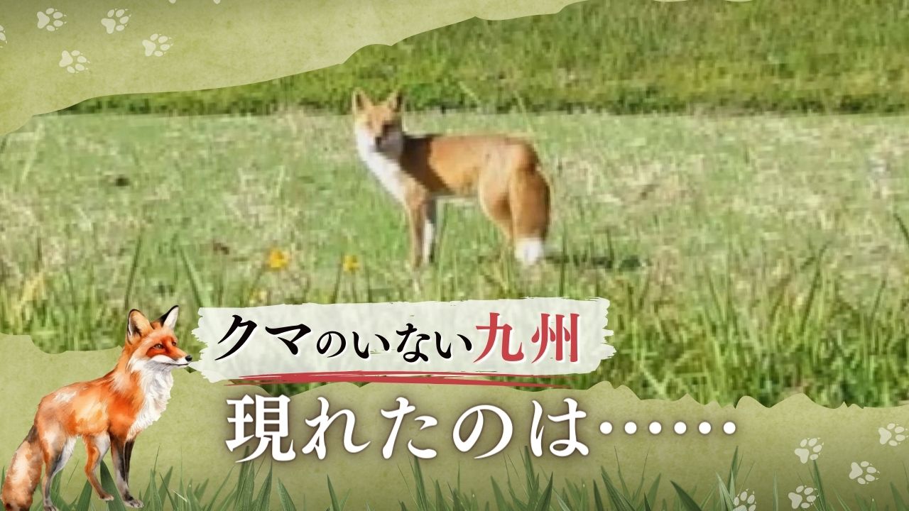 クマじゃなくてよかったけど……」福岡市内でキツネ目撃 鳴き声は「ワン