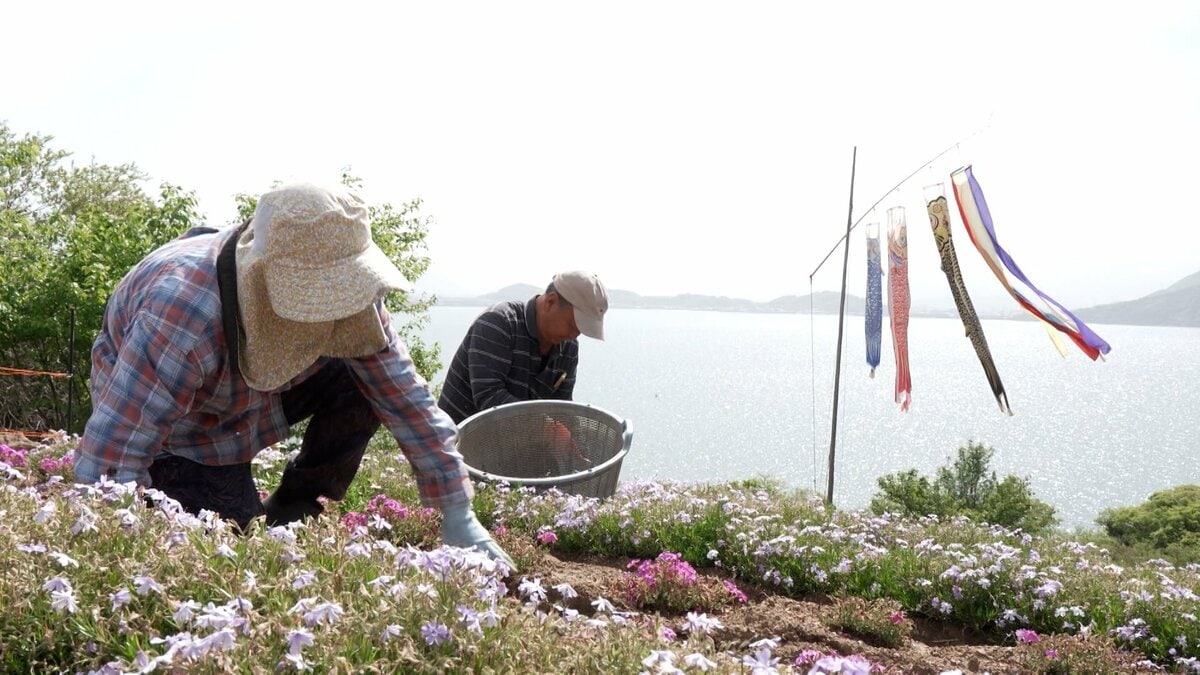 志々島の“天空の花畑”が春の訪れを知らせる