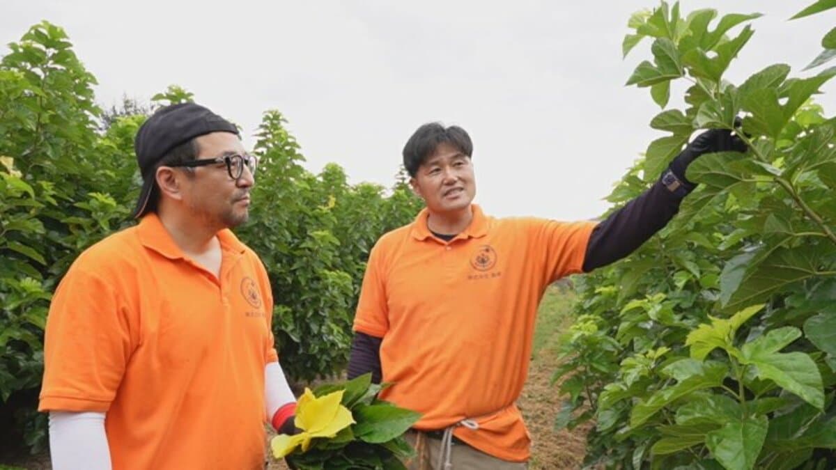 アメリカでも成功する可能性が高い」料理の素材として注目の桑の葉茶