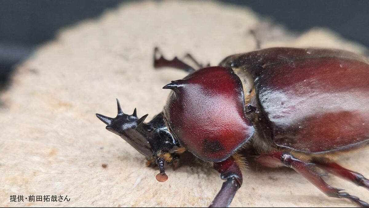 激レアカブトムシ】「ウニ型の角」に触角5本の謎個体 数十万匹に1匹の