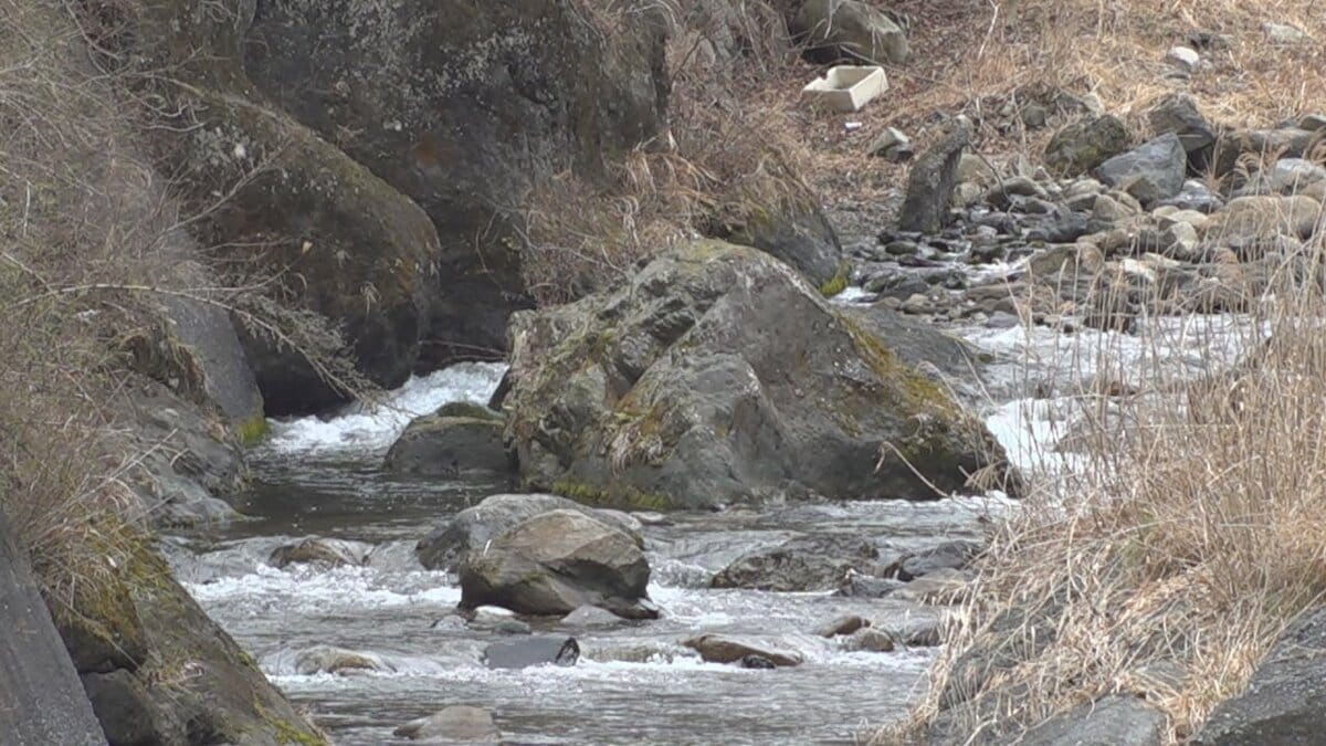 「車を盗み、証拠隠滅のためチワワを投げ捨てた」検察指摘　男に拘禁刑3年 罰金50万円の実刑判決