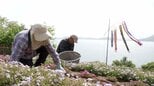 瀬戸内海に浮かぶ “天空の花畑”　花々が斜面に描く美しい縞模様　志々島で唯一無二の風景を守り続ける家族の物語【香川】|TBS NEWS DIG