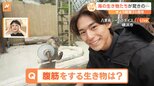 30周年の八景島シーパラダイス!コツメカワウソに…シロイルカも登場!驚きのパフォーマンス“腹筋をするセイウチ”まで!【すたすた中継】|TBS NEWS DIG