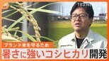 なぜ?魚沼産コシヒカリが灰色に…「農家始めて最悪の年」 “新潟県一丸”で猛暑に負けないコシヒカリ開発の挑戦|TBS NEWS DIG