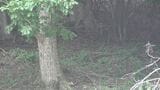 クマに襲われる 男性が額や腰をひっかかれ負傷 登山道に2頭出没 山梨 | 山梨のニュース | UTYテレビ山梨