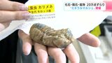 「あいつが一番元気が良さそうだったので」化石に鉱物、宝石など約20万点 地球が作った様々な『石』高知大丸で“ミネラルマルシェ”開催 | 高知のニュース・天気|KUTV NEWS | KUTVテレビ高知
