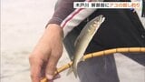 木戸川のアユ、解禁前に試し釣り 生育は順調 福島・楢葉町 | 福島のニュース│TUF