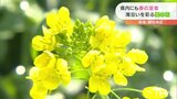 海岸線に春到来!斜面彩る菜の花(愛媛・伊予市) | 愛媛のニュース - Nスタえひめ|あいテレビは6チャンネル