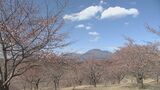長湯温泉の「大漁桜」まもなく見頃 体温まる人気ラーメン店「隼」 大分・竹田市 | 大分のニュース|OBS NEWS|大分放送