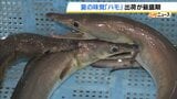 夏の味覚『ハモ』の出荷最盛期「梅雨の水を飲みうまくなる」　おすすめは“天ぷら”や“みそ汁”　徳島・小松島市　|　MBSニュース | 関西の最新ニュースを分かりやすく。