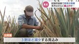 白ネギが売り物にならない!暑さに強いはずが...猛暑で野菜が高い「10月はさらに高騰か」 富山|TBS NEWS DIG