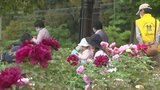 歌舞伎文化公園を彩る約2000本のボタン 「ぼたんの花まつり」4年ぶりに開催 | 山梨のニュース | UTYテレビ山梨