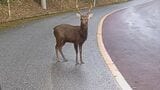 【独自】 “沖縄本島にいないはずのシカ”徹底追跡 「5頭飼っていた」と取材に答えた施設「2頭だった、去年死んだ」と訂正…深まる謎 繁殖すれば固有種豊かな「やんばるの森」に危機 | 沖縄のニュース|RBC 琉球放送