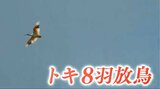 トキ放鳥「元気よく飛び立っていくのが見えてうれしかった」8羽が“大佐渡”地域の大空へ 新潟県|TBS NEWS DIG