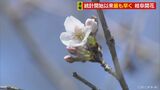 岐阜地方気象台が「桜の開花」を発表 統計開始以来「最も早い記録」に並ぶ | 名古屋・愛知・岐阜・三重のニュース【CBC news】 | CBC web