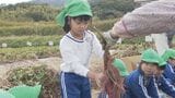 「ごはんの上にのせて食べたい」園児がサツマイモを収穫|TBS NEWS DIG