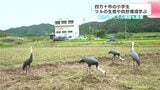 「ツル来てね～」高知県四万十市の小学生　ツルの生態や自然環境学ぶ|TBS NEWS DIG