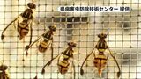 1週間に2400万匹の「不妊虫」放ちセグロウリミバエ対策本格化 | 沖縄のニュース|RBC 琉球放送