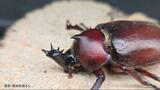 【激レアカブトムシ】「ウニ型の角」に触角5本の謎個体　数十万匹に1匹の“キングカブト”も…「飼育歴50年でも見たことない」専門家驚きの姿　|　長崎のニュース | 天気 | NBC長崎放送