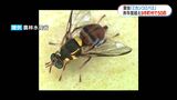 ミカンコミバエ 今年度は9市町村で昨年度上回る50匹確認|TBS NEWS DIG