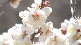 山梨県内は週末の寒さから一転　10日は春の陽気　甲斐市の「梅の里」では300本の梅の花が満開|TBS NEWS DIG