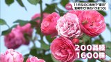 西都市で27.4℃など 11月なのに宮崎県内各地で夏日 「こどものくに」では約200種のバラが咲き誇る | MRTニュース | MRT宮崎放送