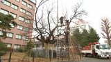 国の天然記念物「石割桜」雪囲い 本格的な冬に向けての備え 盛岡市|TBS NEWS DIG