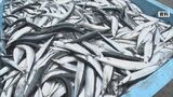 2025年のサンマの来遊量「去年並みの低水準」 重さは去年上回る見通し 水産庁|TBS NEWS DIG