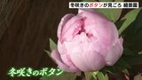 「大きな花が魅力」冬咲きボタンが見ごろを迎える　広島市・縮景園|TBS NEWS DIG