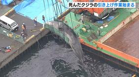 死んだクジラを引き上げ作業　吉村知事「週明けから埋設作業行う」数年後に博物館に骨格標本として提供方針|TBS NEWS DIG