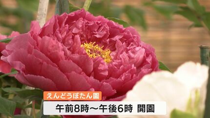 園木華堂牡丹 もう10年できたらいいな」80歳の男性が約350種類の牡丹を咲かせた自宅