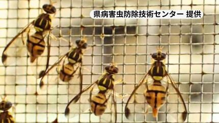 沖縄民俗薬用動植物誌　琉球諸島　予防効果　病気と対決　集積された経験の記録 沖縄民俗薬用動植物誌 琉球諸島 予防効果 病気と対決 集積された